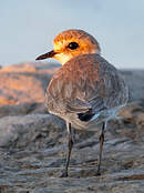 Gravelot à collier interrompu