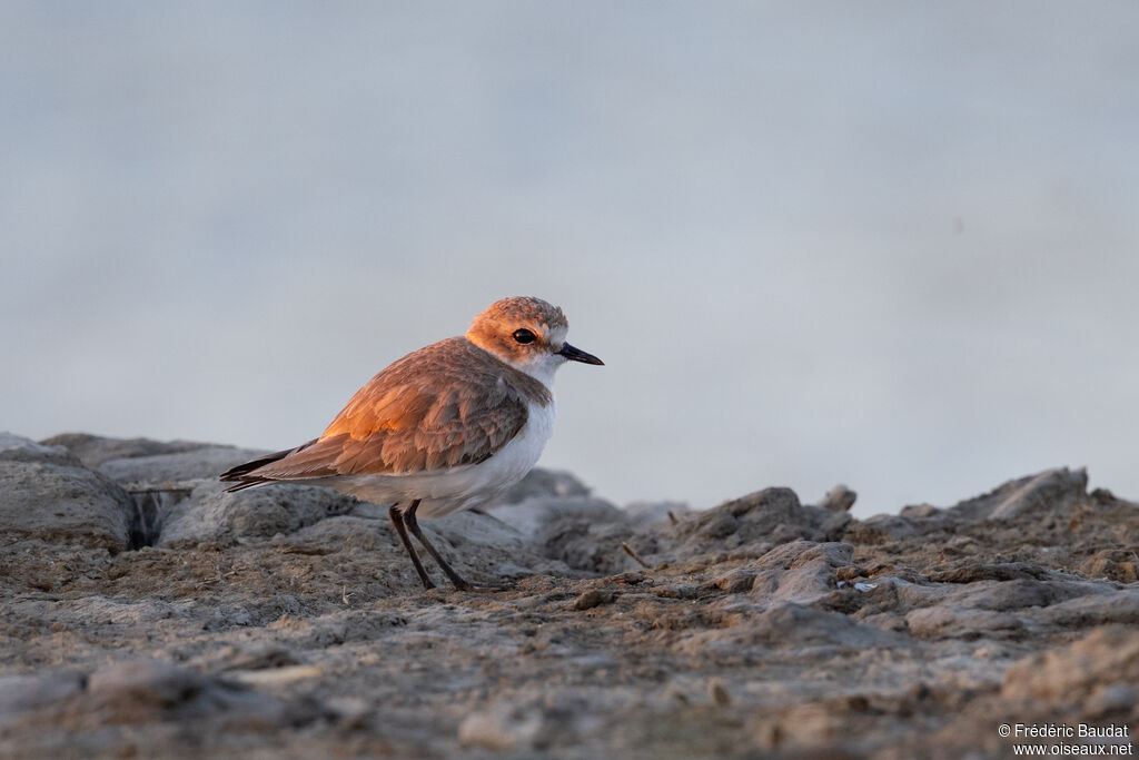 Gravelot à collier interrompu
