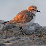 Gravelot à collier interrompu