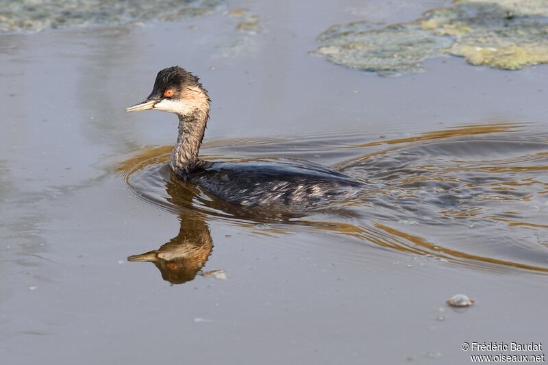 Black-necked Grebejuvenile, identification, swimming
