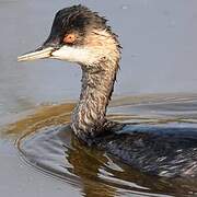 Black-necked Grebe