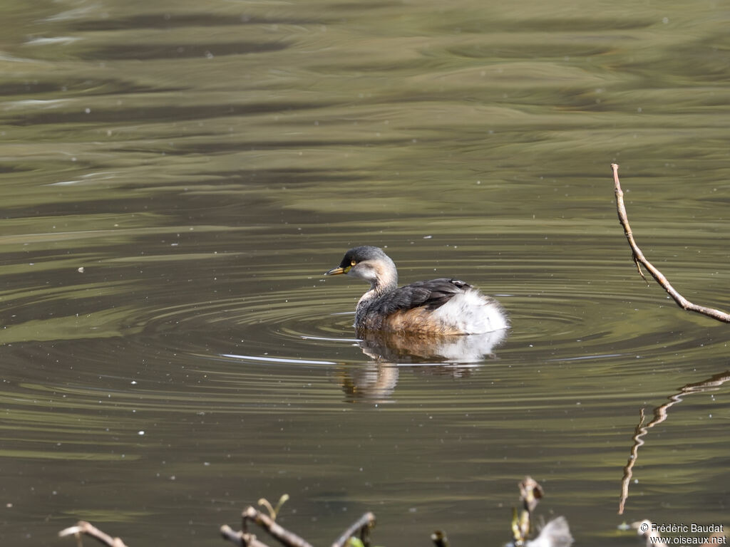 Australasian Grebeadult transition, swimming