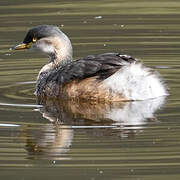 Australasian Grebe