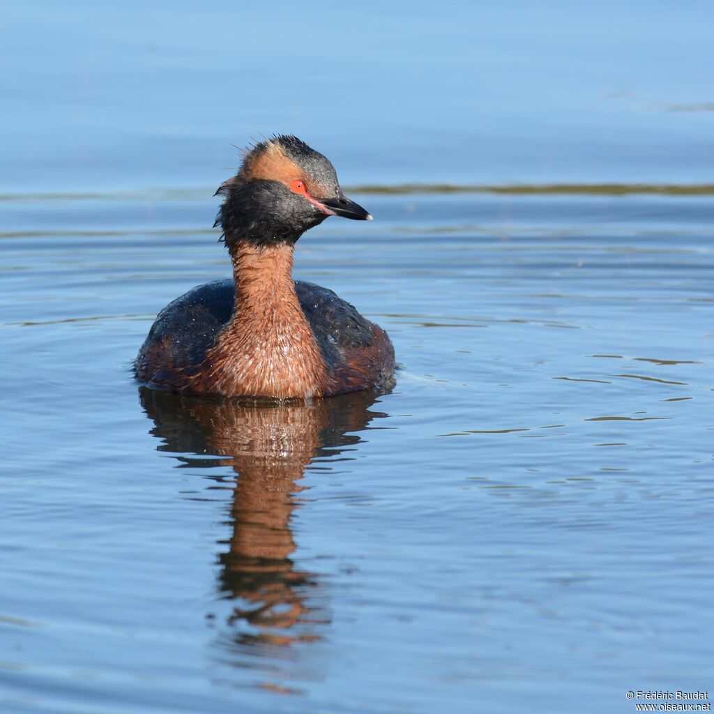 Horned Grebeadult breeding, identification, close-up portrait, swimming