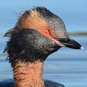 Horned Grebe