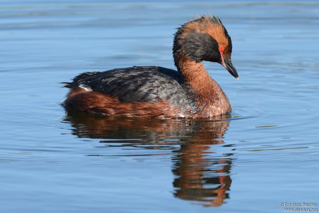 Horned Grebeadult breeding, close-up portrait, swimming