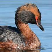 Horned Grebe