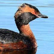 Horned Grebe