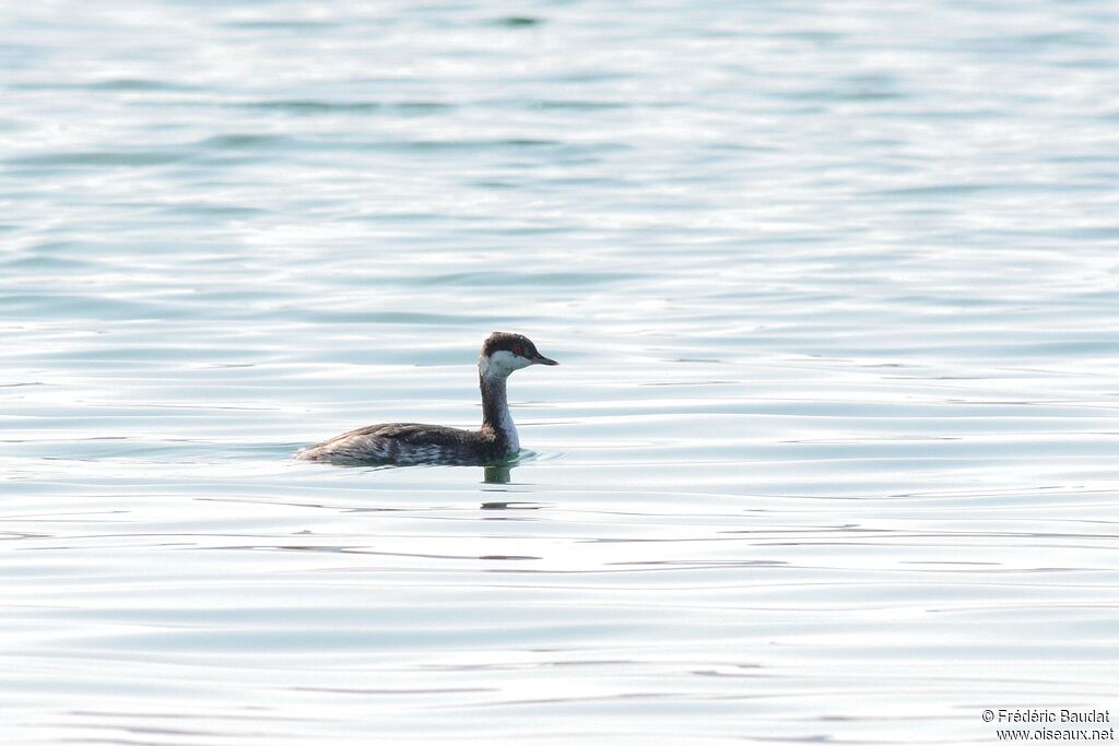 Horned Grebe, identification, swimming