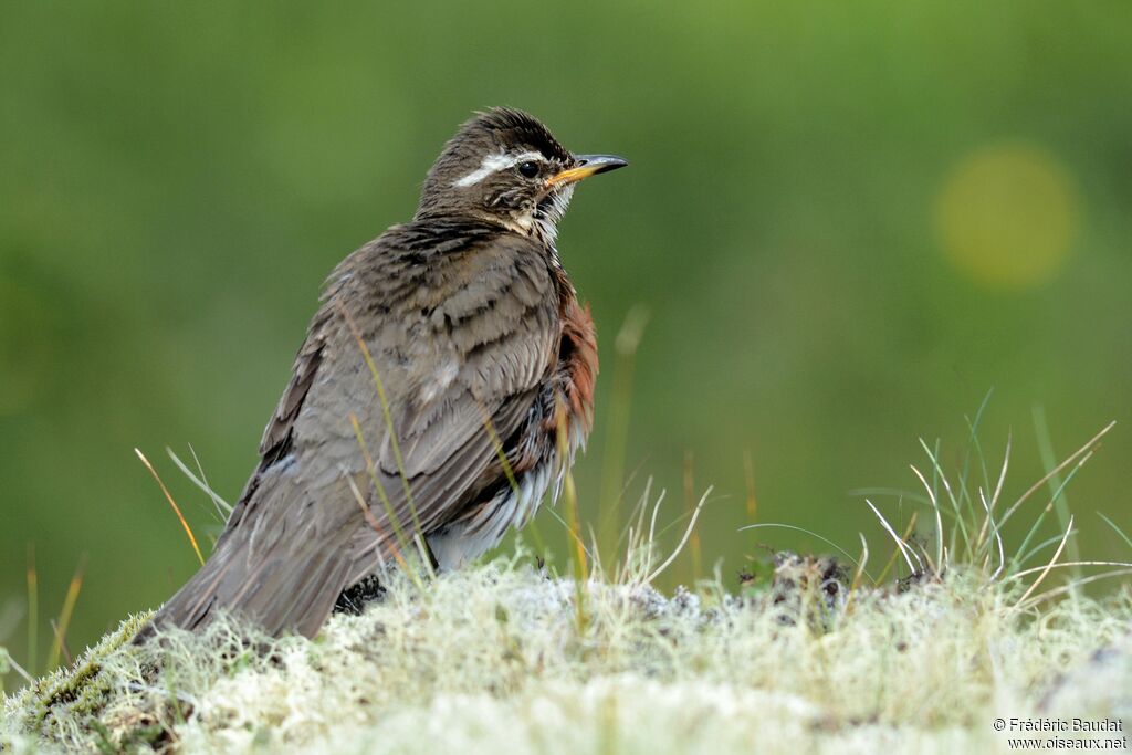 Redwingadult, identification