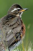 Redwing