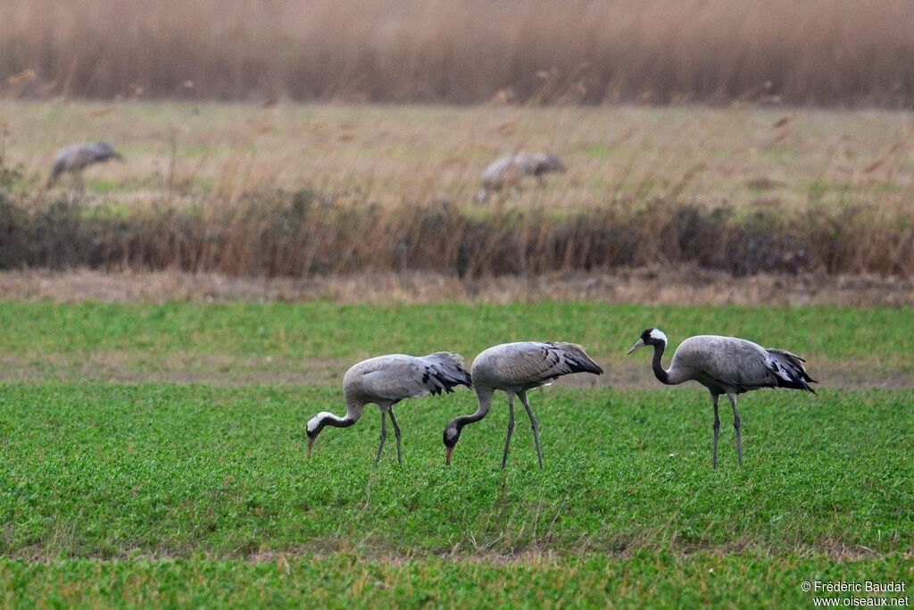 Common Crane, walking, eats