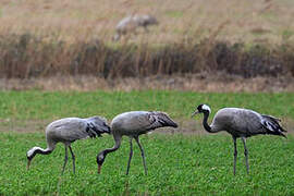 Common Crane