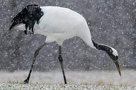 Red-crowned Crane