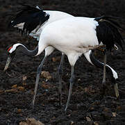 Red-crowned Crane