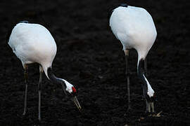 Red-crowned Crane