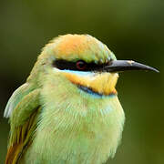 Rainbow Bee-eater