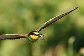 European Bee-eater