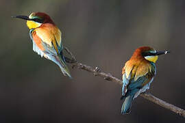 European Bee-eater