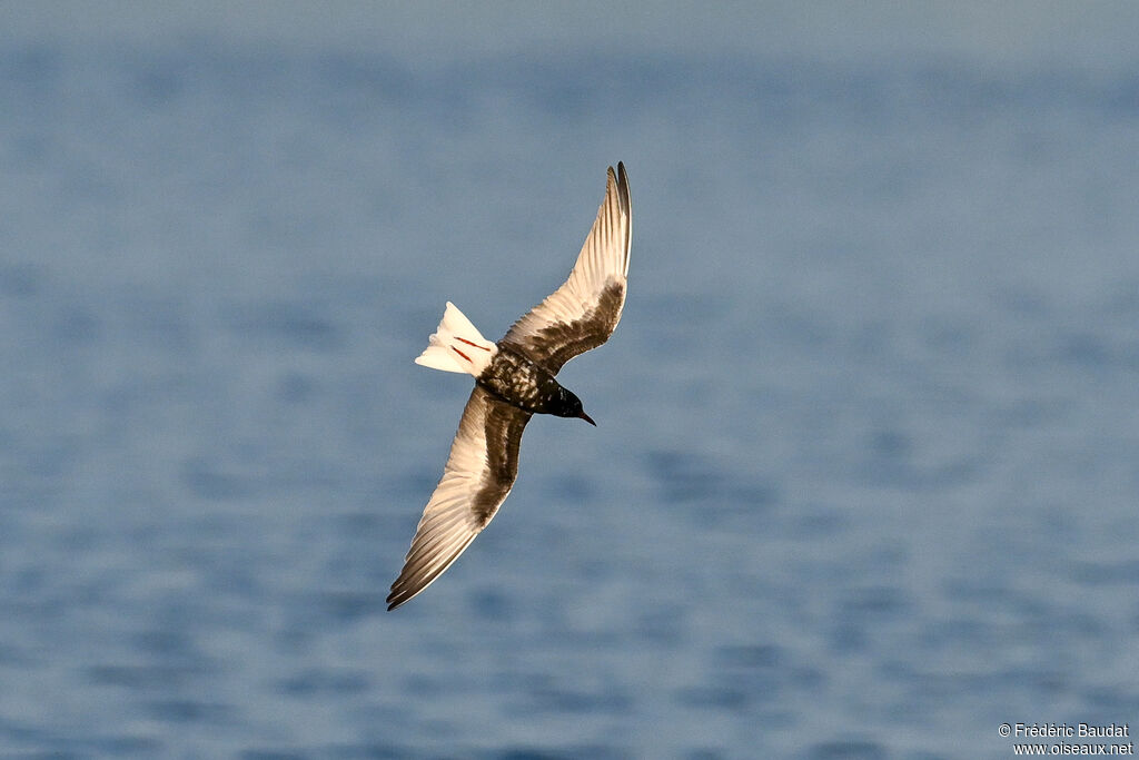 Guifette leucoptèreadulte nuptial, Vol