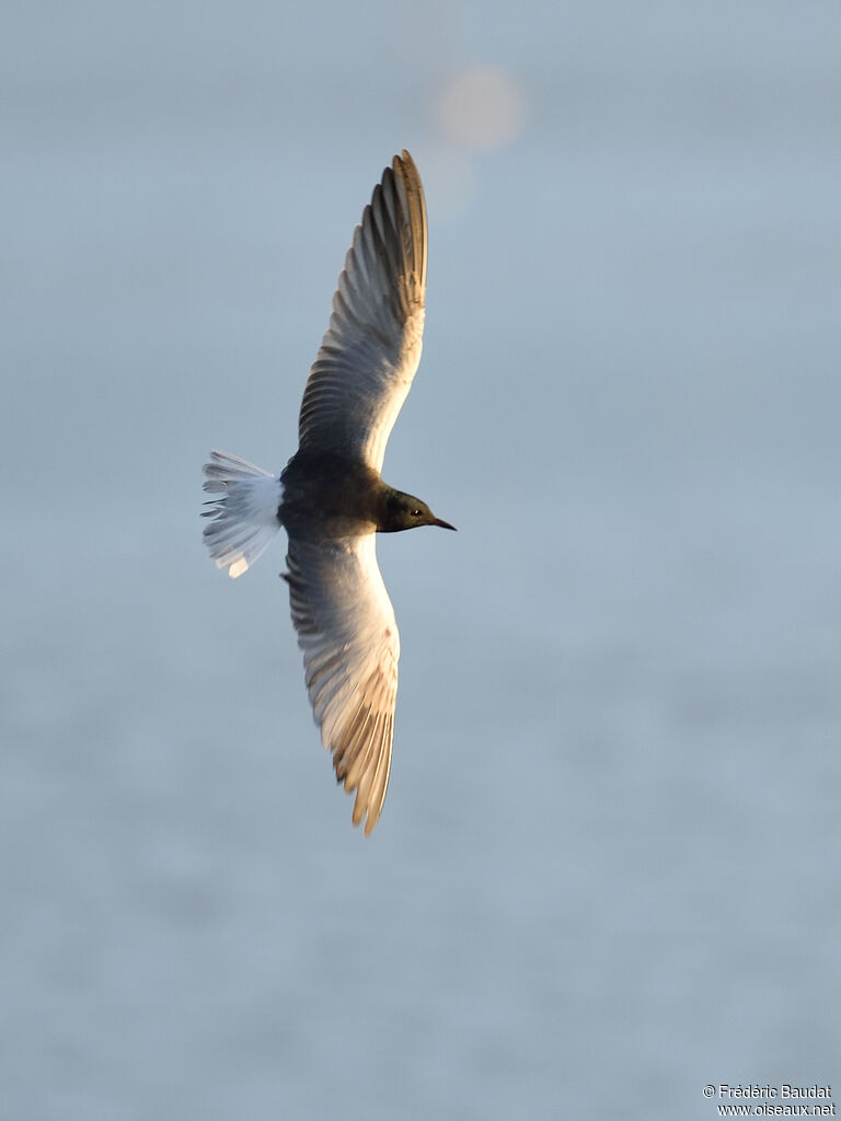 White-winged Ternadult breeding, Flight