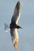 White-winged Tern