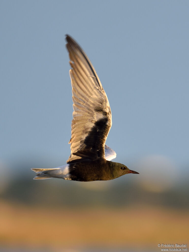 White-winged Ternadult transition, Flight