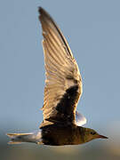 White-winged Tern