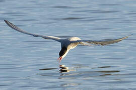 Whiskered Tern