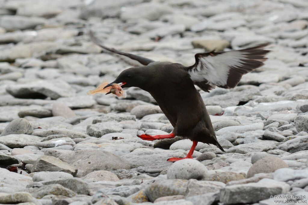 Guillemot à miroiradulte nuptial, marche, régime