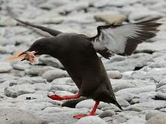 Black Guillemot