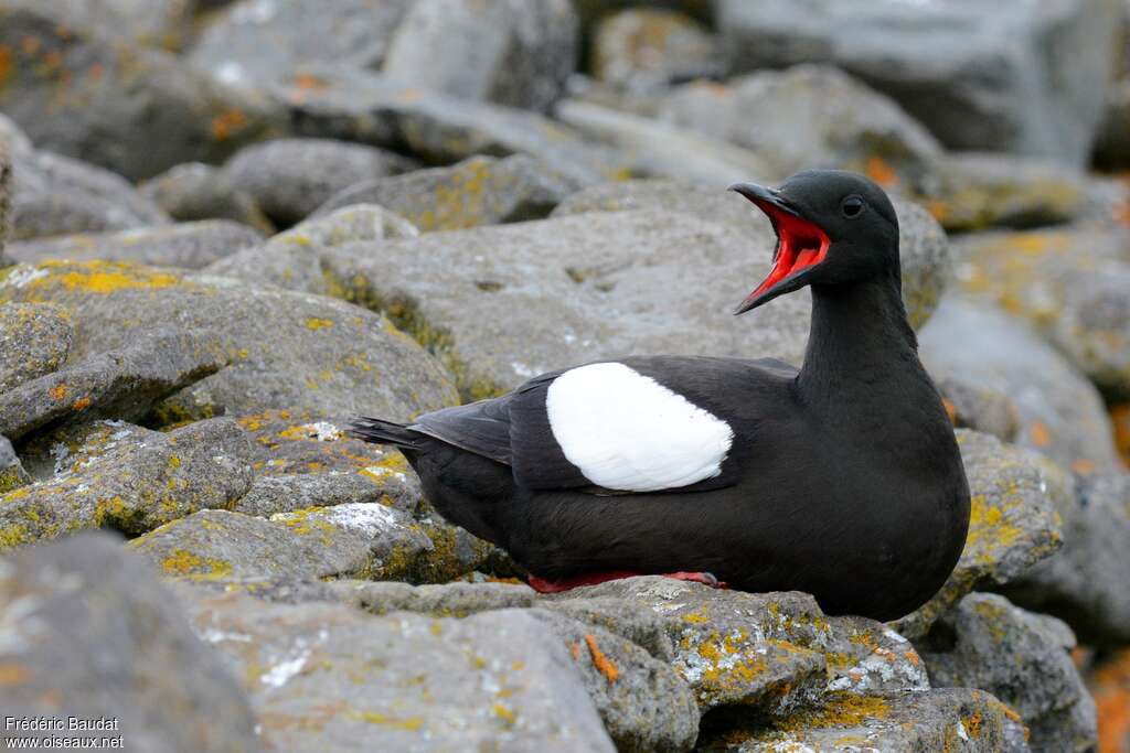 Black Guillemotadult breeding, close-up portrait