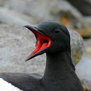 Black Guillemot