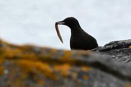 Black Guillemot