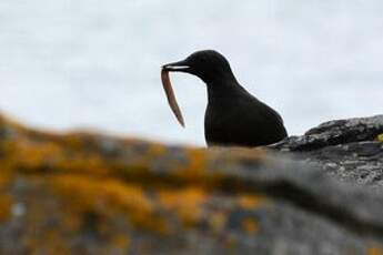 Guillemot à miroir