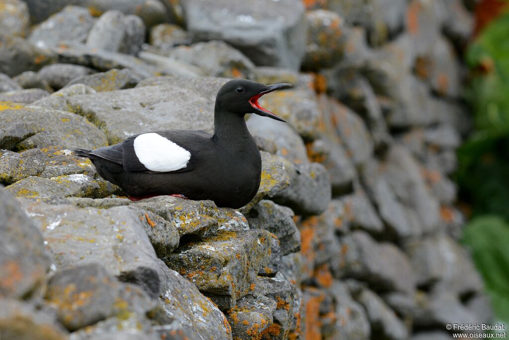 Black Guillemotadult breeding, identification