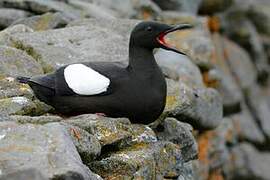 Guillemot à miroir