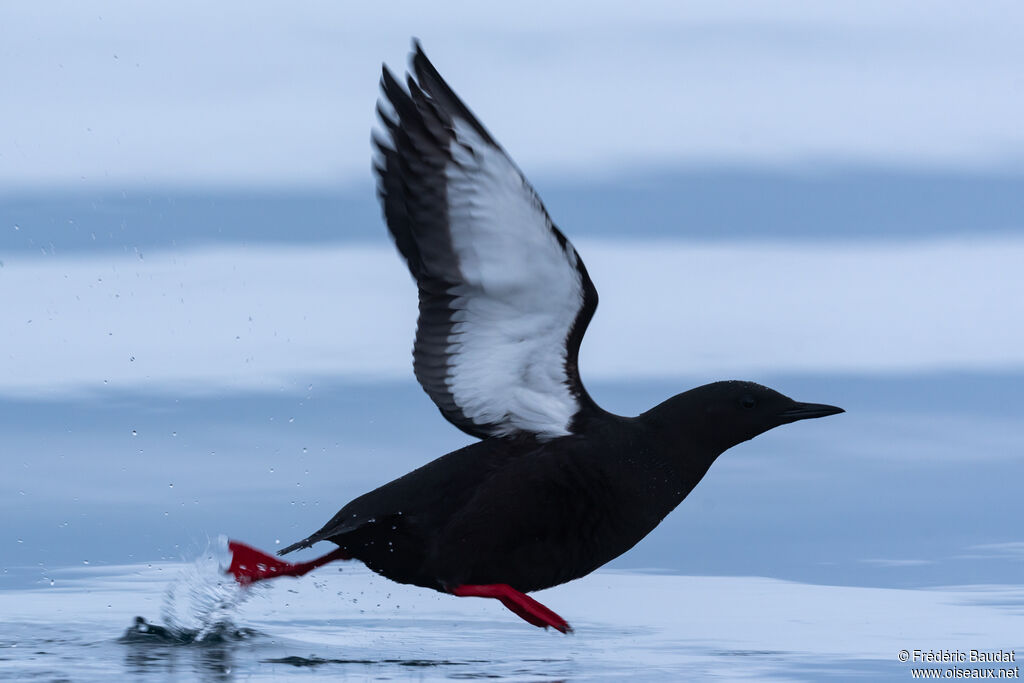 Black Guillemotadult breeding, Flight