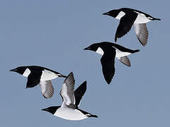 Thick-billed Murre