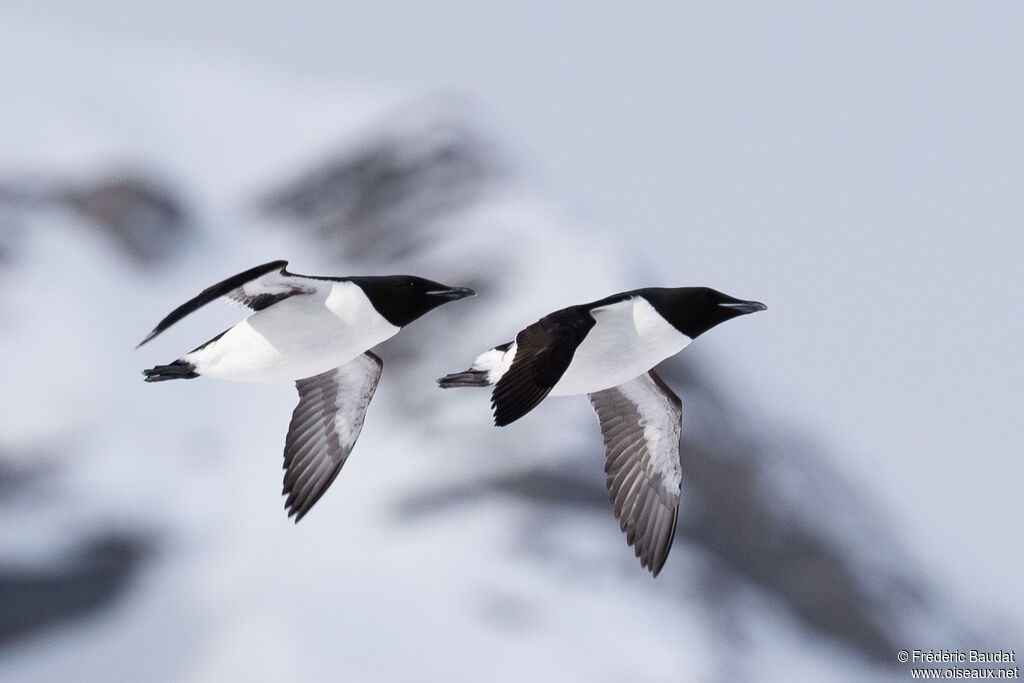 Thick-billed Murreadult breeding, Flight