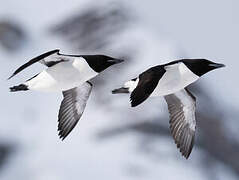 Thick-billed Murre