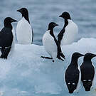 Guillemot de Brünnich