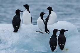 Thick-billed Murre