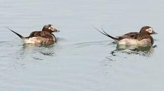 Long-tailed Duck