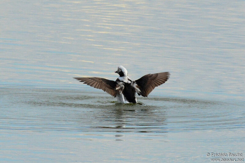 Long-tailed Duck male adult post breeding, swimming