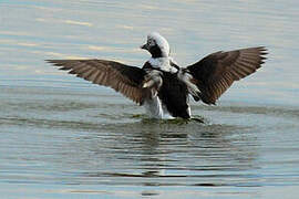 Long-tailed Duck