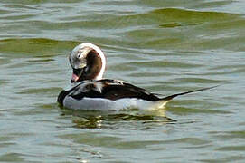 Long-tailed Duck