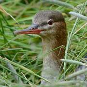 Red-breasted Merganser