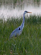 Grey Heron