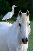 Western Cattle Egret